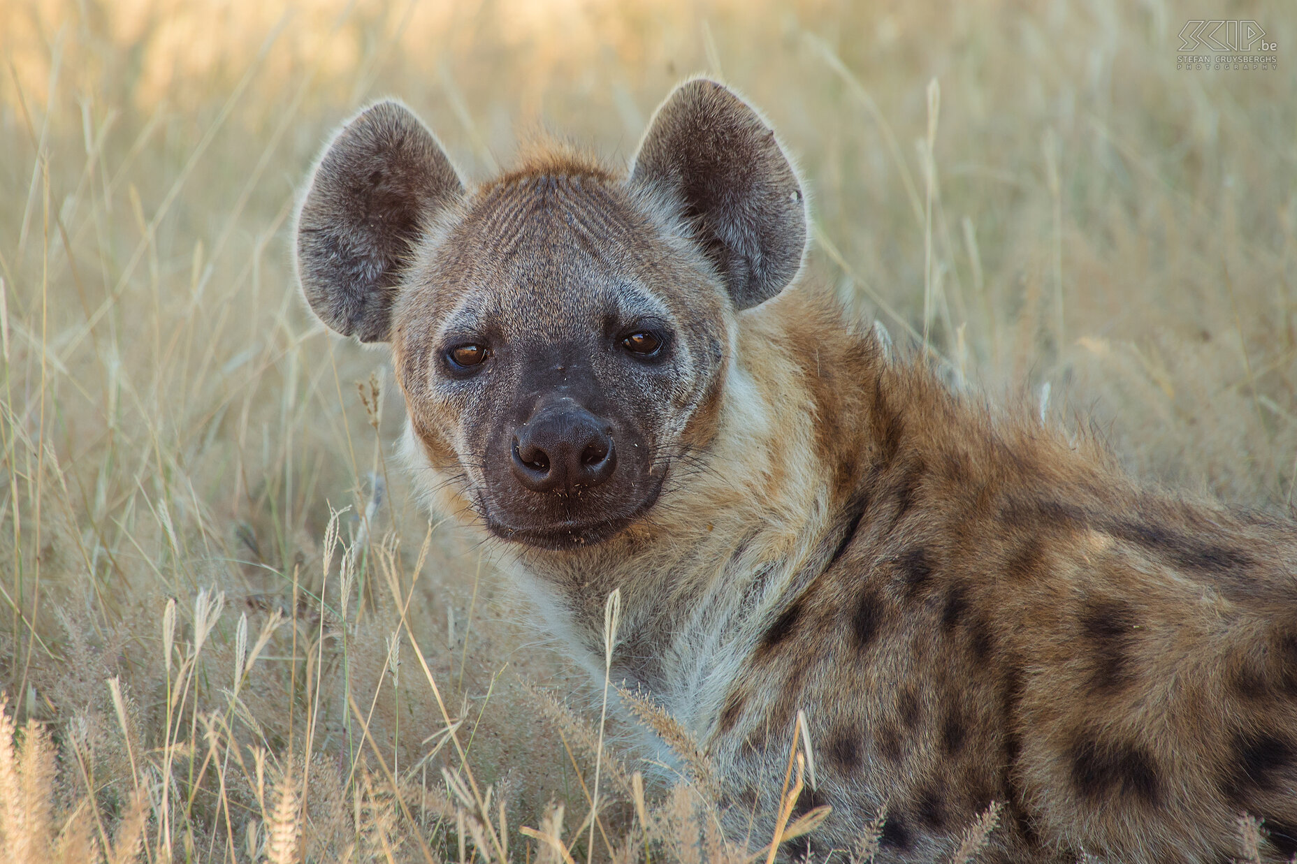 South Luangwa - Close-up hyena Close-up of a spotted hyena (Crocuta crocuta). The hyena is an opportunistic carnivore, it can hunt but more often it tries to get a piece of the catch of a leopard or lion. Stefan Cruysberghs